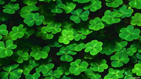 Shamrock Desktop Wallpaper (51+ images)