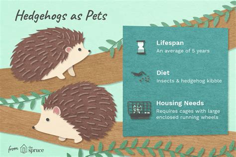 How to Care for Pet Hedgehogs - Basic Hedgehog Care Guide