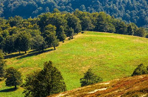 Beech Trees on Hillside Meadow in Autumn Stock Photo - Image of autumnal, meadow: 98766938