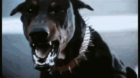 Miscellaneous Doberman GIF – Miscellaneous Doberman Angry Dog – discover and share GIFs