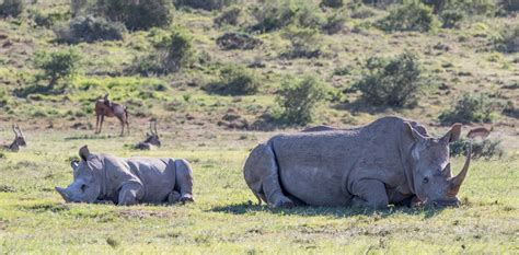 Legalising rhino horn trade: don’t charge in blind