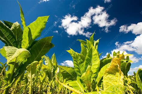 Tobacco crop - Stock Image - C030/0990 - Science Photo Library