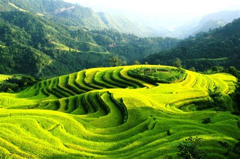 Rice Terraces Vietnam - Best Places to visit terrace rice paddies Vietnam