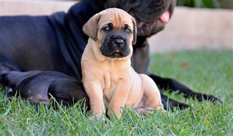 63+ Cane Corso Angry - l2sanpiero