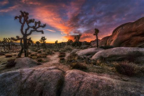 Joshua Tree Photography Workshop – Into the Wild We Go