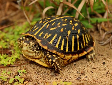 Turtles of Iowa - Blog - Pottawattamie Conservation