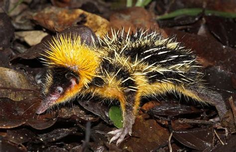 Lowland streaked tenrec - Shutterstock in 2020 | Animals, You never know, You never