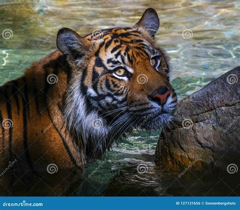 Close Up of Tiger in Water Looking Up Stock Photo - Image of predator ...