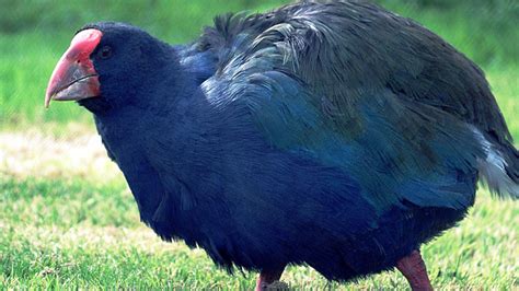 8 Interesting Facts About New Zealand Wildlife - No Blog Title Set