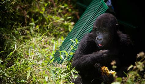 UNESCO condemns killing of rangers protecting mountain gorillas at ...