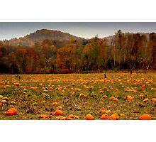 "A Fall Scene - PUMPKIN PATCH ^" by ctheworld | Redbubble