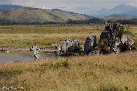 Limestone formations in a pond in New Guinea