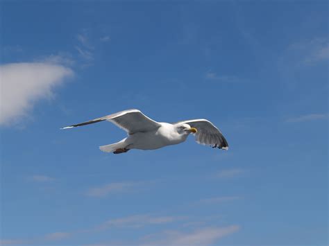 Datei:Seagull flying (2).jpg – Wikipedia