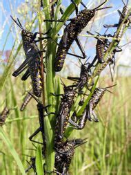 Rocky Mountain grasshopper | Britannica.com