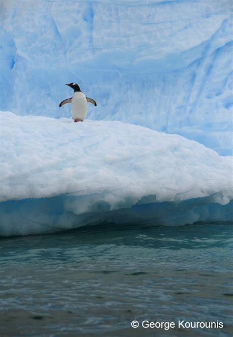 Antarctic Wildlife