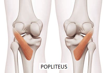 Popliteal Surface