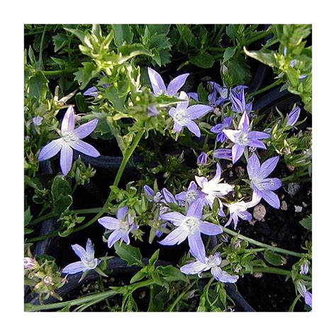 Campanula poscharskyana (Blue Waterfall) - Zone 5 Plants - Forestfarm.com