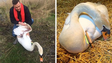 Rotherham swan shot with crossbow in 'appalling' attack - BBC News