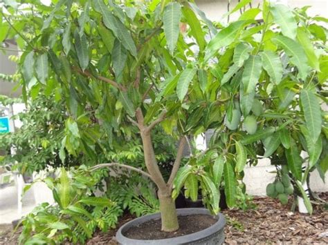 Mango Trees in Containers: 15 Best Mango Varieties for Small Spaces - Garden of Luma