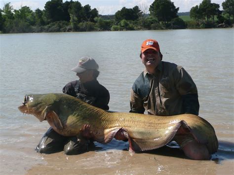 CATFISH FISHING GUIDE IN THE RIVER EBRO, CATFISHING AND CARPFISHING (MEQUINENZA-ESPAÑA): GUIDE ...