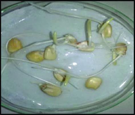 Maize seed germination test (two days). | Download Scientific Diagram