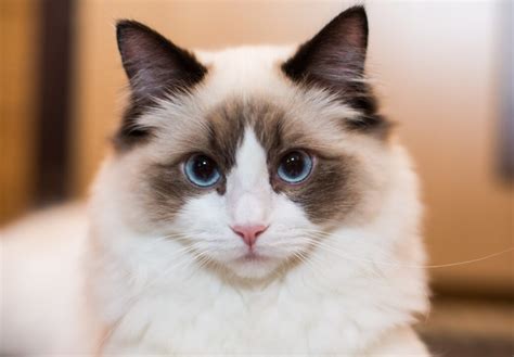 Gato Ragdoll - Descripción, Hábitat, Dieta y Datos