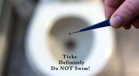 Ticks definitely don’t swim! – TickEncounter