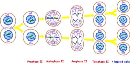 Difference between Meiosis I and Meiosis II