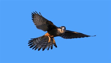 Aplomado Falcon | Turner Endangered Species Fund