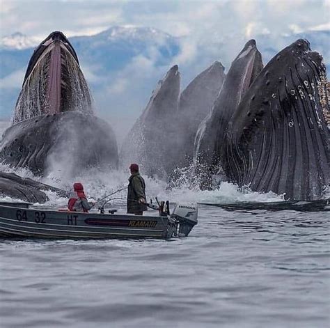 Humpback Whales feeding in Alaska, taken by Scott Methvin | Whale, Humpback whale, Ocean life