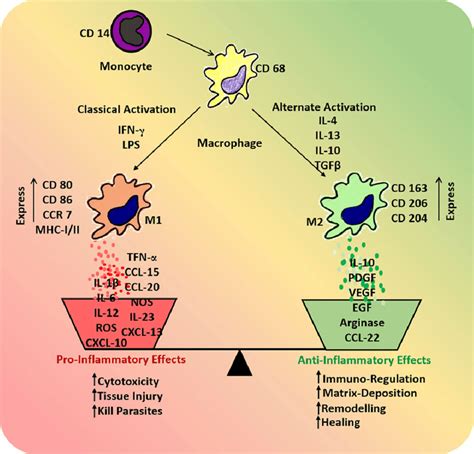 Macrophage Polarization And Specific Functions Of M1 - vrogue.co