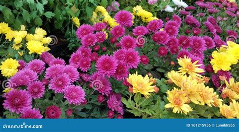 Perennial Chrysanthemum Flowers Growing in the Garden Stock Photo - Image of decor, flowering ...