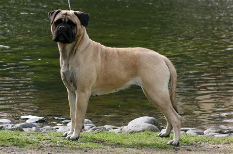 bullmastiff, Dog, Dogs Wallpapers HD / Desktop and Mobile Backgrounds