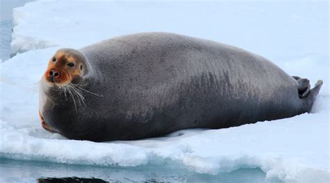 Foca barbuda