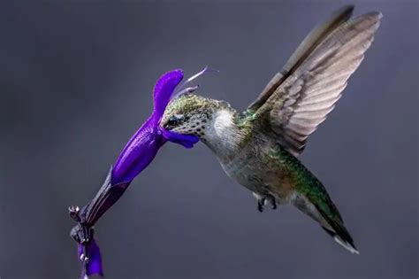 9 Hummingbirds in Utah (Common & Rare) - Bird Feeder Hub