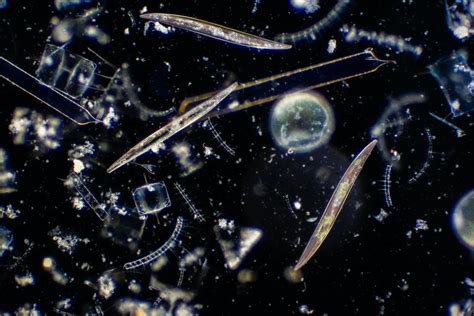 Inside the world of tiny phytoplankton – microscopic algae that provide ...