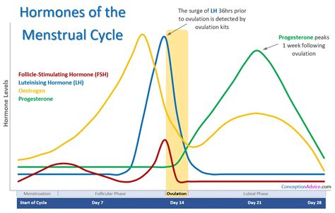 Ovulation Test Kit Types | Conception Advice