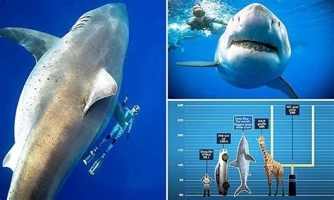 Divers Spot The World’s Largest Ever Recorded Great White Shark At 2.5 Tons - PolyTrendy | White ...