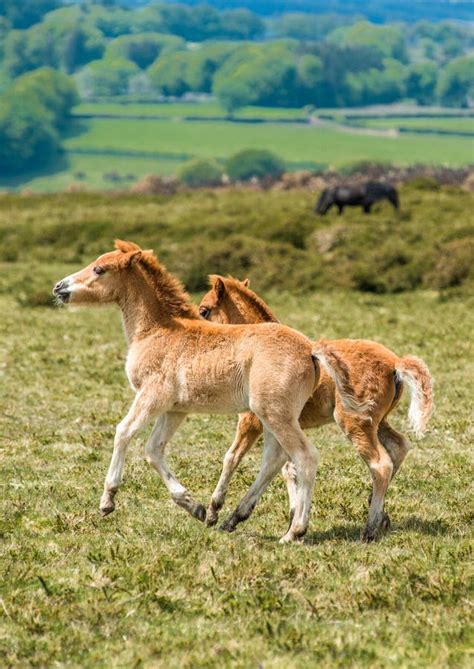 Ponies and Young Pony Foals in Dartmoor National Park Stock Image - Image of foals, devon: 170335247