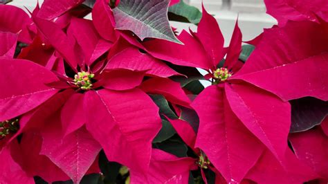 Red Poinsettia Leaves Holiday Close up 35740390 Stock Video at Vecteezy