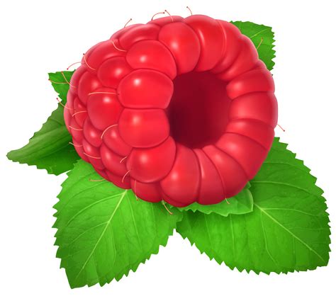 Raspberry PNG Clipart - Best WEB Clipart