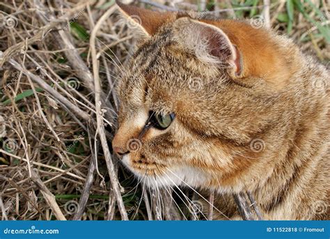 A hunting cat stock photo. Image of healthy, pensive - 11522818