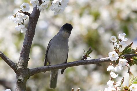 Blackcap