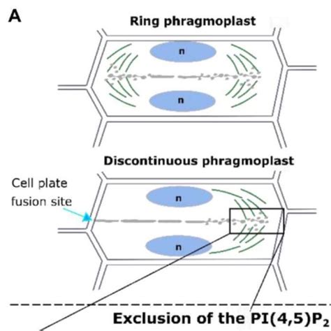 Membrane lipid phosphoinositides signature the final step of plant cytokinesis | Plantae