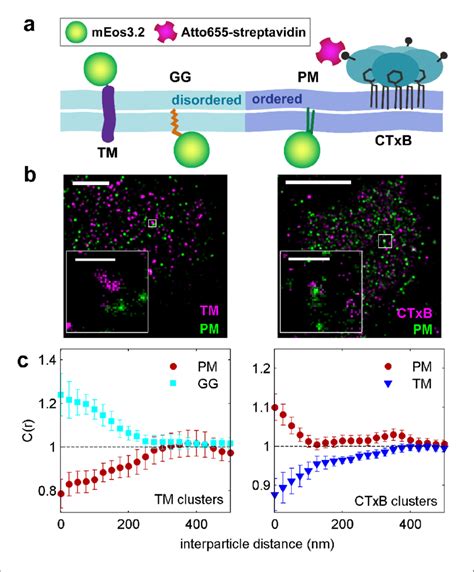 Clusters of ordered or disordered phase markers create distinct ...