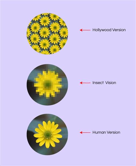 Animal Vision: Ocelli, Compound Eyes, and Camera Eyes | Science project ...