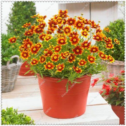 100pcs Vibrant Coreopsis Flower Seeds Pack - BestSeedsOnline.com - Free Shipping Worldwide