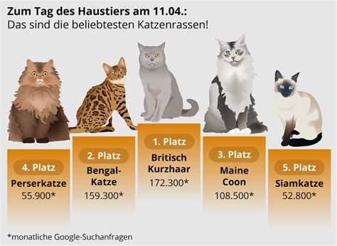 Welche Katzenrasse ist am beliebtesten? | Wellness Magazin – The way of ...