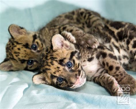 Clouded Leopard Cubs Show Mad Skills - ZooBorns