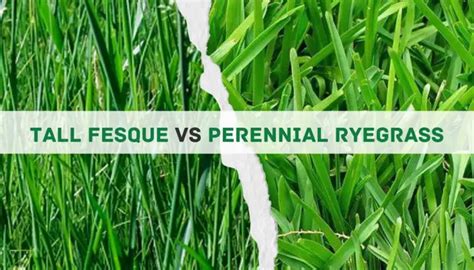 Tall Fescue Vs Perennial Ryegrass: 10 Main Differences And Which Is The Best